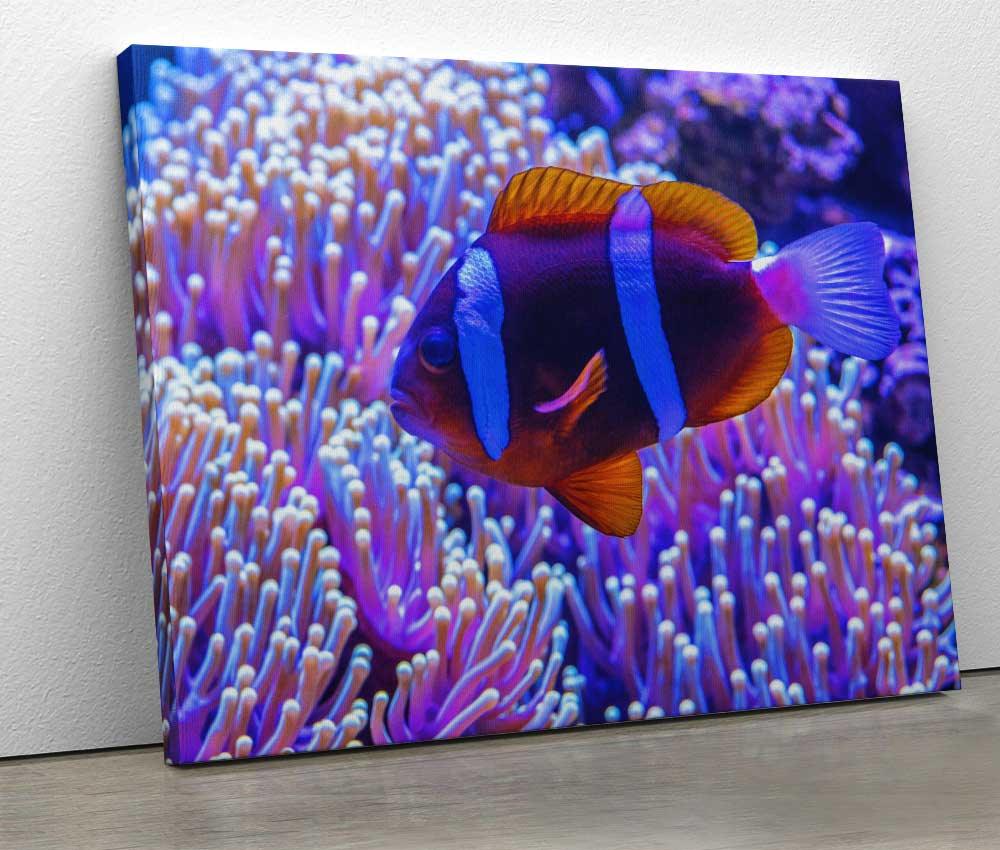 Tablou "Anemone Fish" - www.xtraromania.com