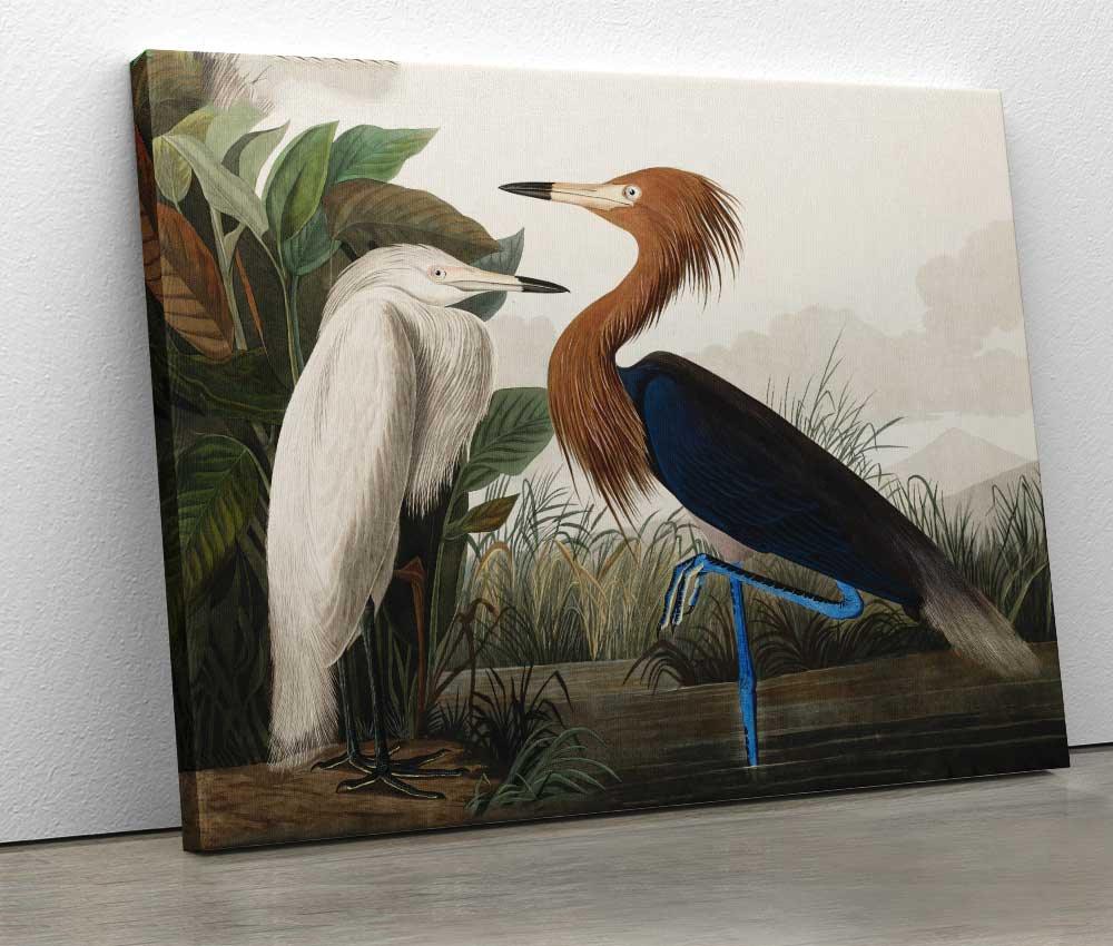 John James Audubon - Purple Heron - www.xtraromania.com