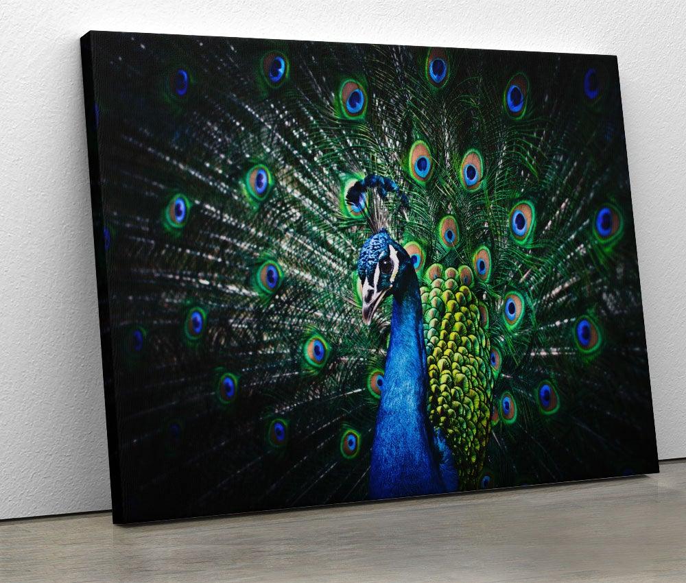 Tablou "Peacock Feathers" - www.xtraromania.com