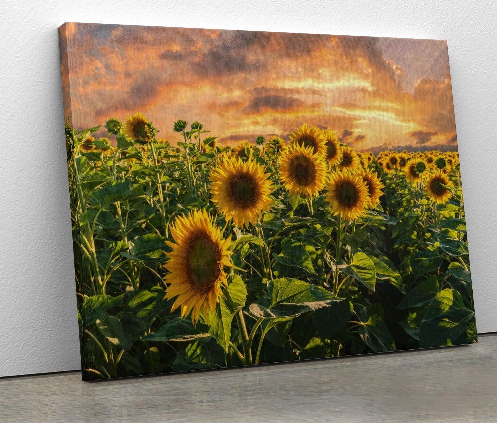 Tablou "Sunflowers" - www.xtraromania.com