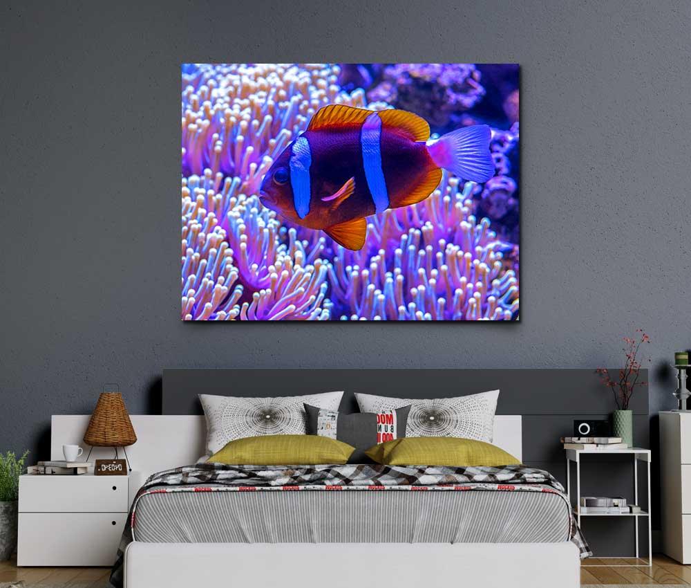 Tablou "Anemone Fish" - www.xtraromania.com