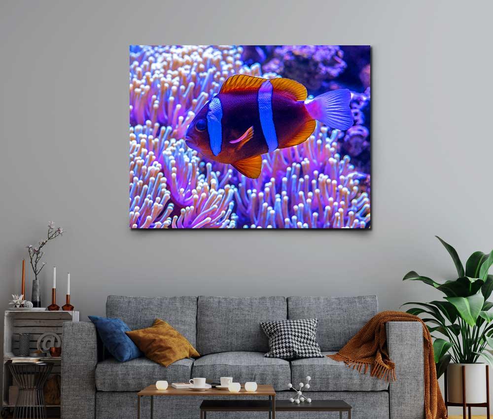 Tablou "Anemone Fish" - www.xtraromania.com